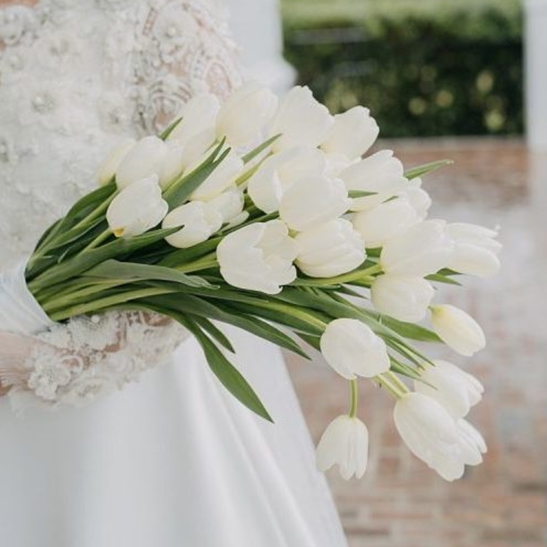 ازهار التوليب البيضاء لعروس الربيع