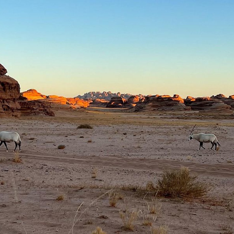 الهيئة الملكية لمحافظة العلا تعيد توطين أكثر من 80 حيواناً برياً في اليوم العالمي للأحياء البرية