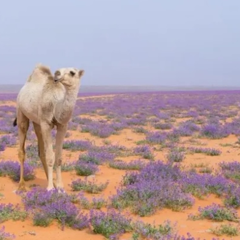 درب القوافل.. رحلة ساحرة في نجد القديمة وتاريخها الأًصيل