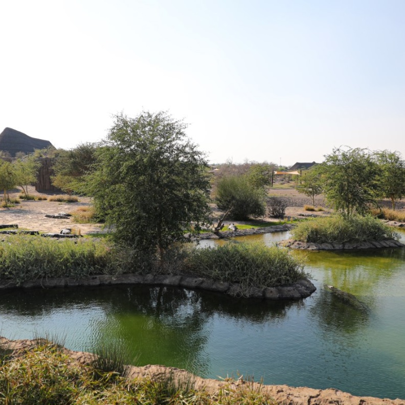 تجربة ساحرة في الأدغال.. الآلاف يزورون "سفاري الشارقة" في شهره الأول