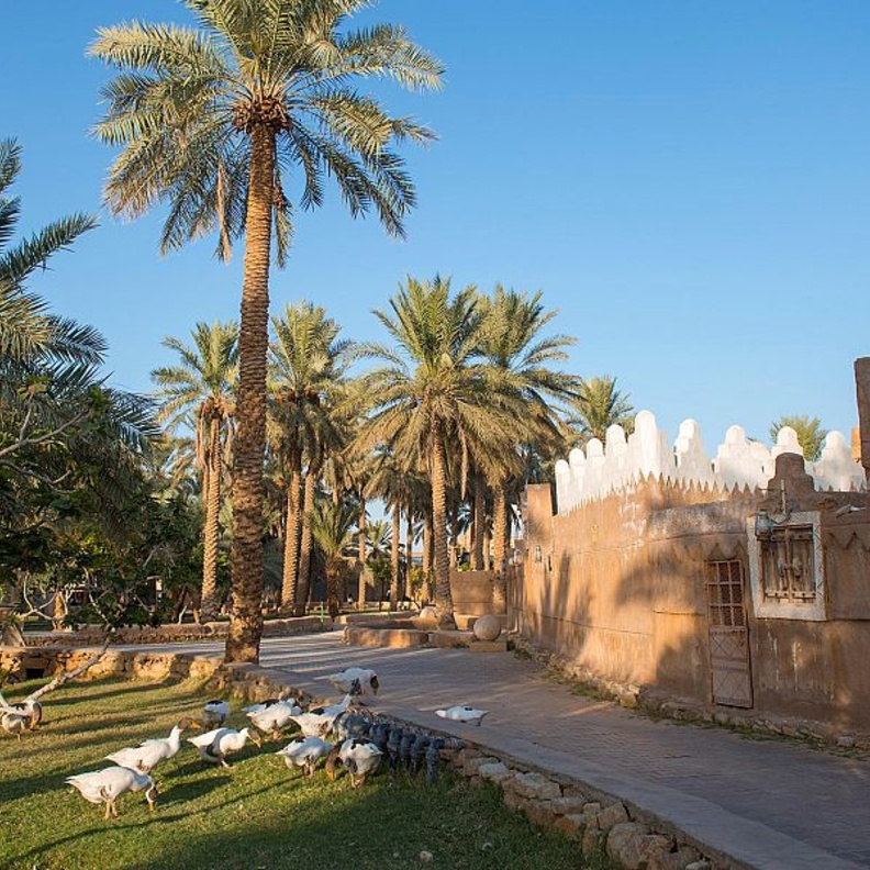 مزارع القصيم الساحرة.. تجربة ريفية لا تنسى في أحضان الطبيعة