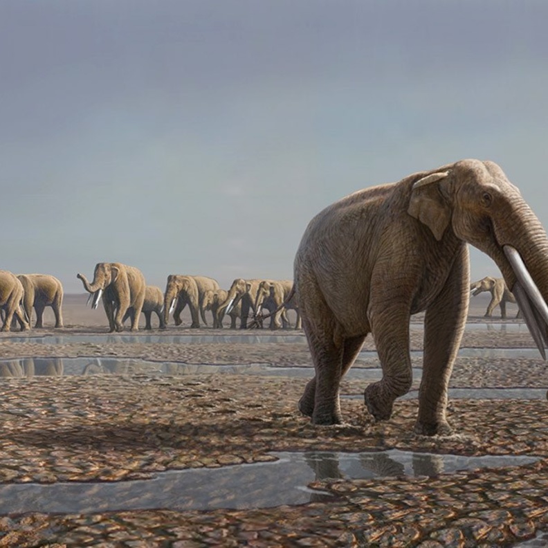 ممر الأفيال في مليسه.. تجربة أثرية إماراتية ساحرة في عصور ما قبل التاريخ