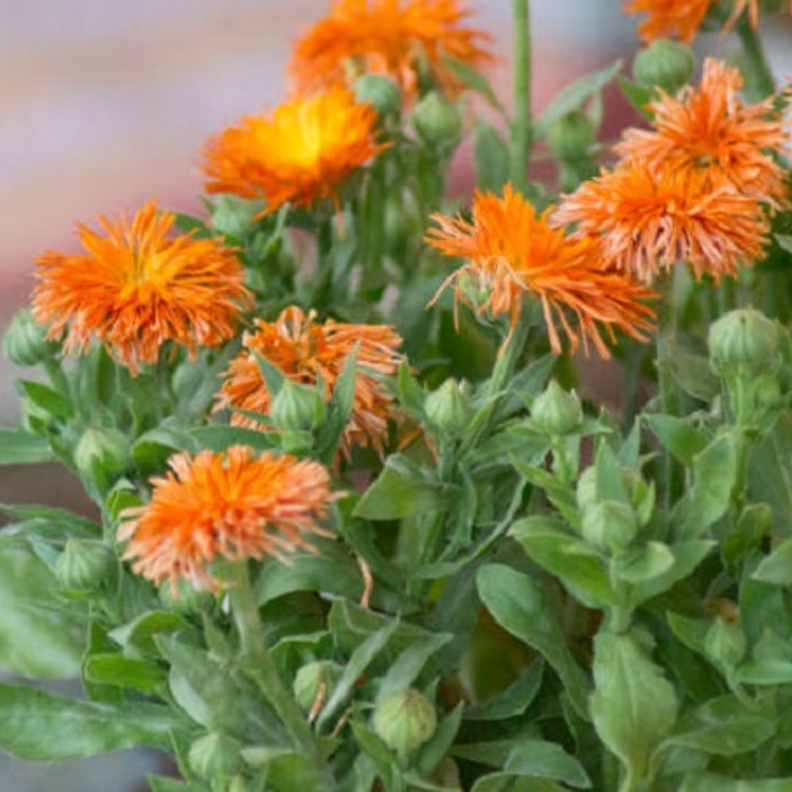 ماهو العصفر وما فوائده الصحية