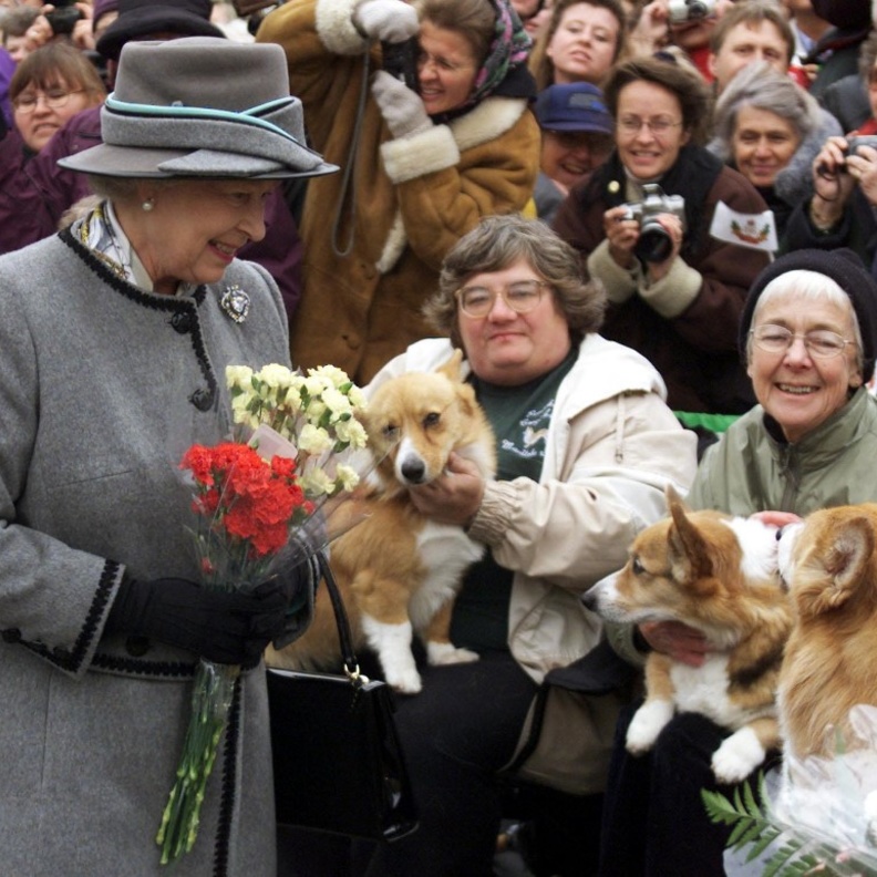 سباق لكلاب الكورجي المفضلة لملكة بريطانيا احتفالا باليوبيل البلاتيني