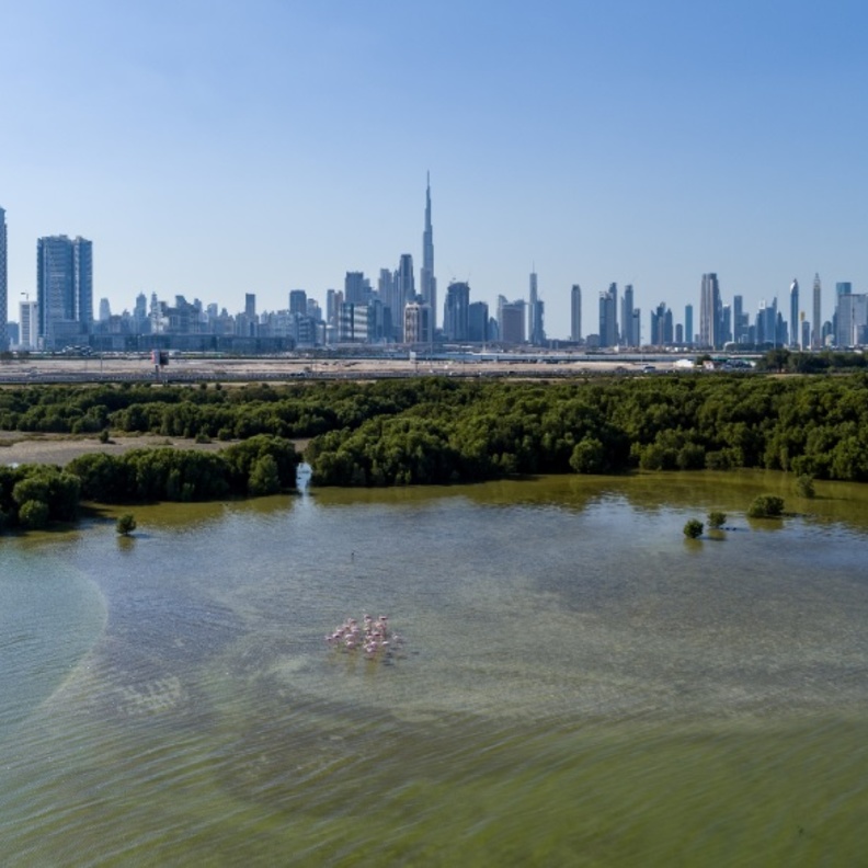 محمية راس الخور للحياة البرية.. ملاذ طبيعي مذهل في دبي