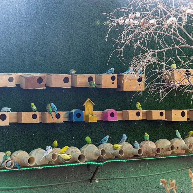 محمية الفلامنجو.. تجربة ساحرة لعشاق الطيور في الجوف