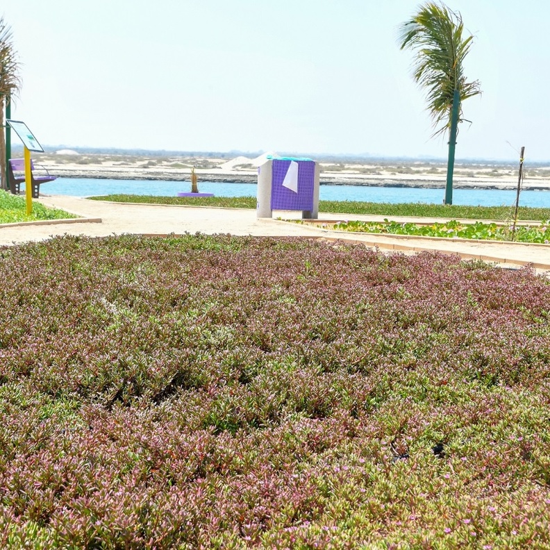 حديقة النباتات الملحية في أبوظبي.. تجربة ساحرة لعشاق الطبيعة في أبوظبي 