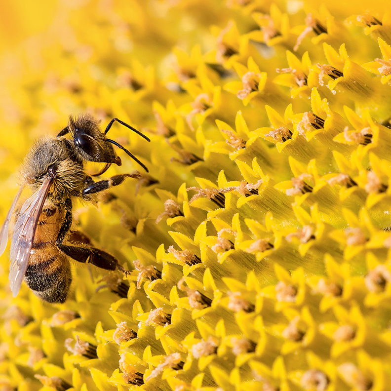 دار جيرلان تطلق حملة عالمية كبيرة لحماية النحل للسنة الثانية على التوالي