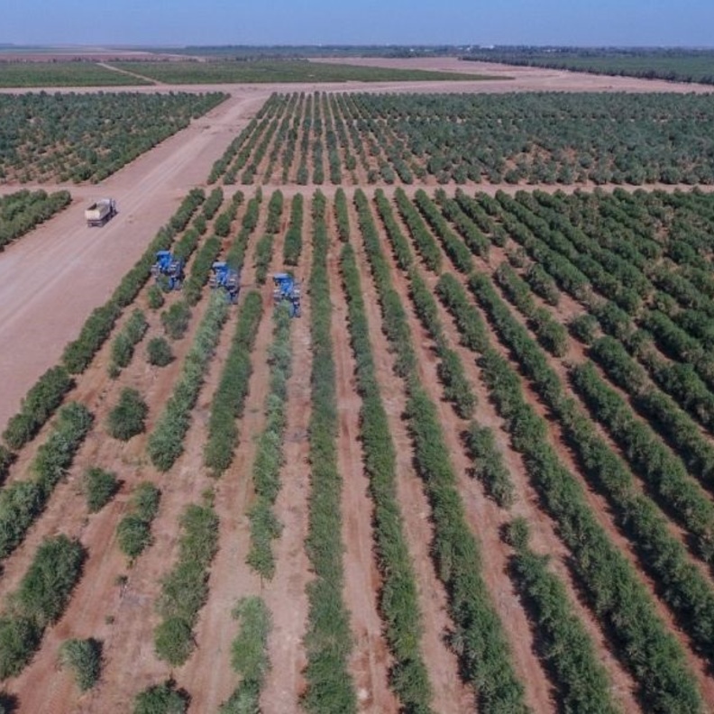 أكبر مزرعة زيتون حديثة - المصدر واس