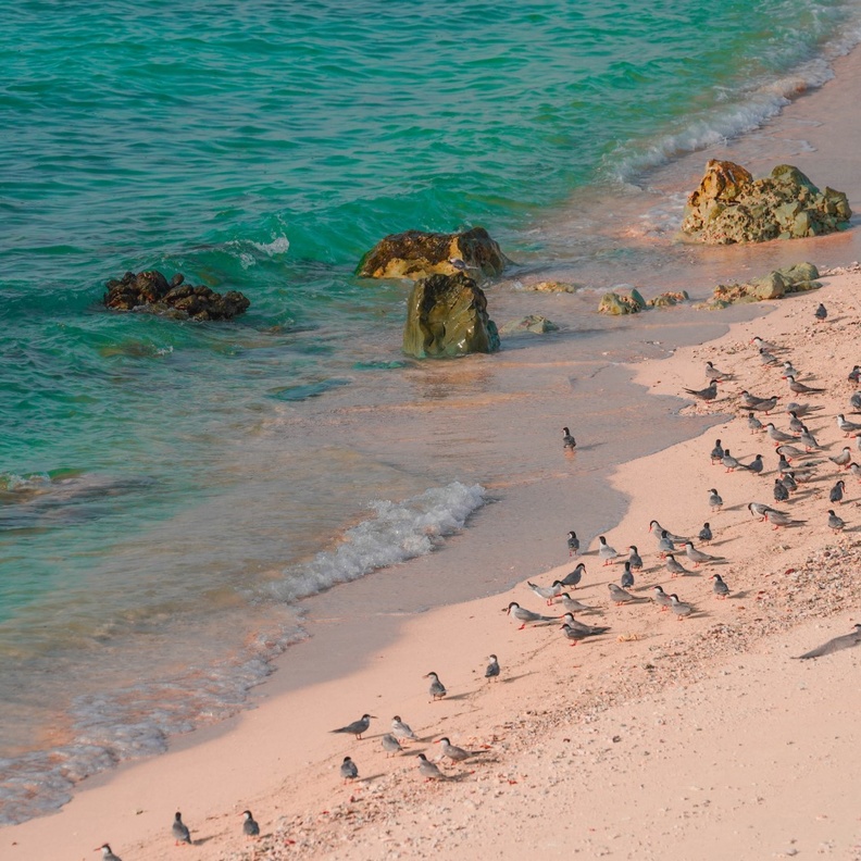 جزيرة صير بو نعير ..الملاذ الآمن لنوادر الكائنات الحية- المصدر وام 