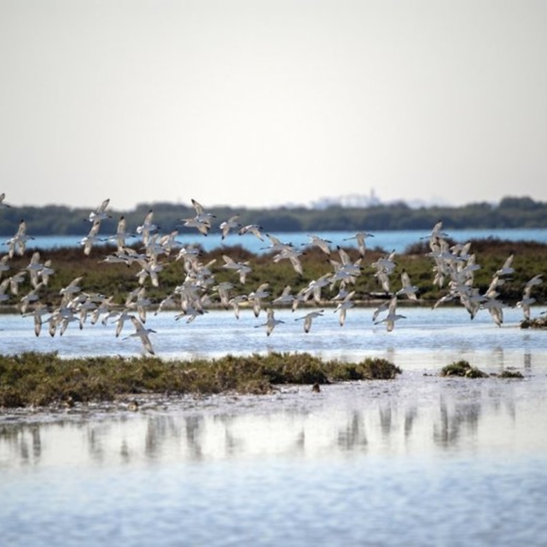 مناظر طبيعية خلابة في محمية السينية- المصدر وكالة أنباء الإمارات