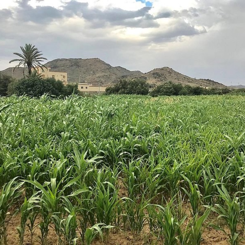 جنة خضراء تأسر قلوب الزائرين بجمال طبيعتها في وادي العرين- المصدر واس