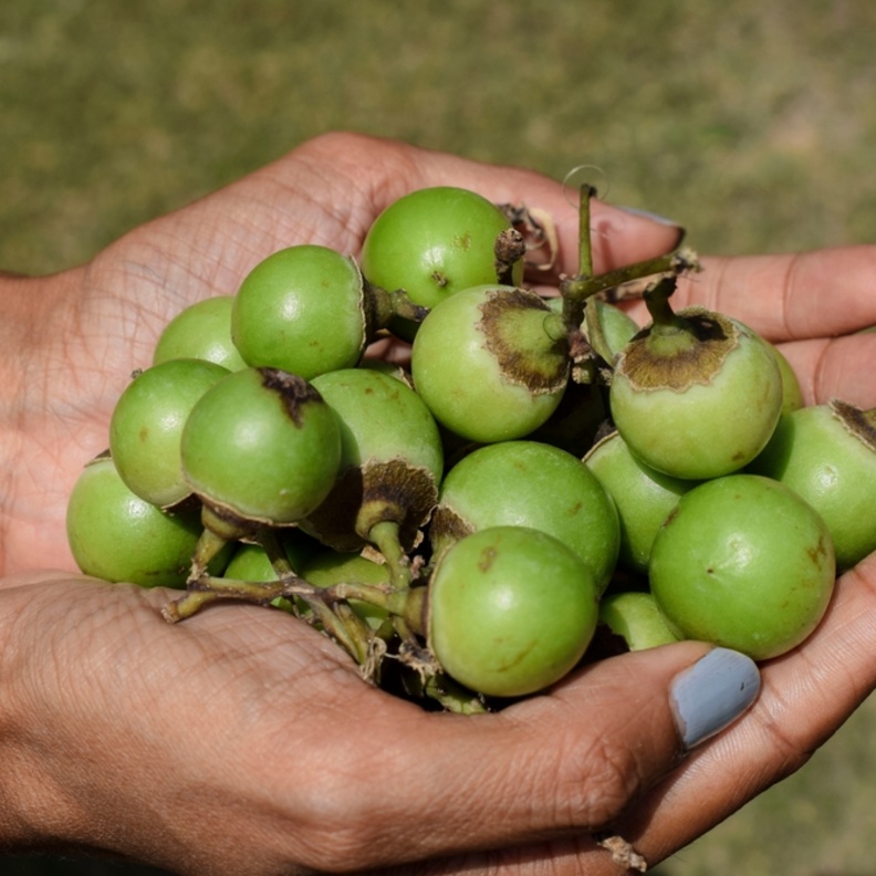 ماهي فاكهة البمبر.. وما فوائدها للنساء