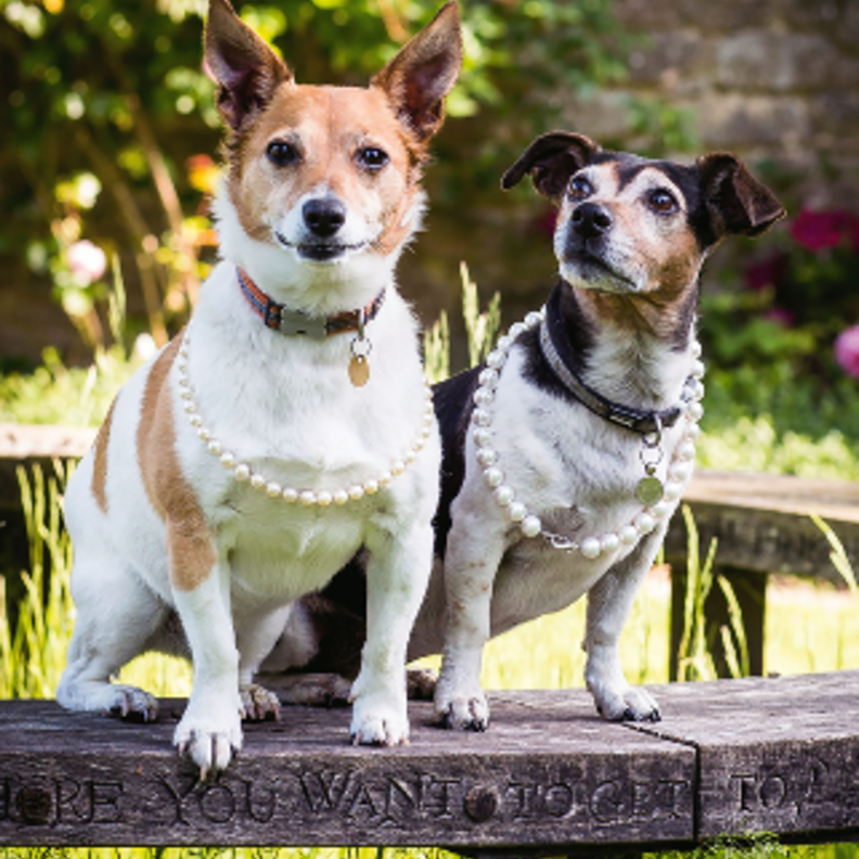 كلاب كاميلا باركر ترتدي قلادات من اللؤلؤ الفاخر