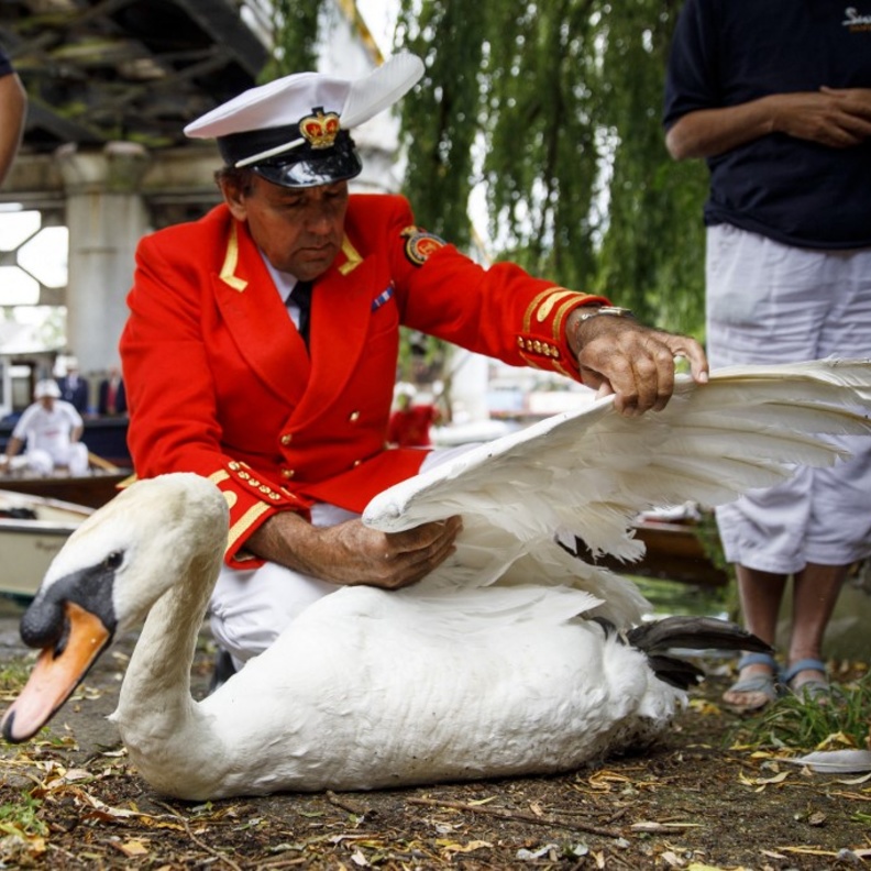 كيف يهتم حراس ملكة بريطانيا ببجع نهر التايمز؟ 