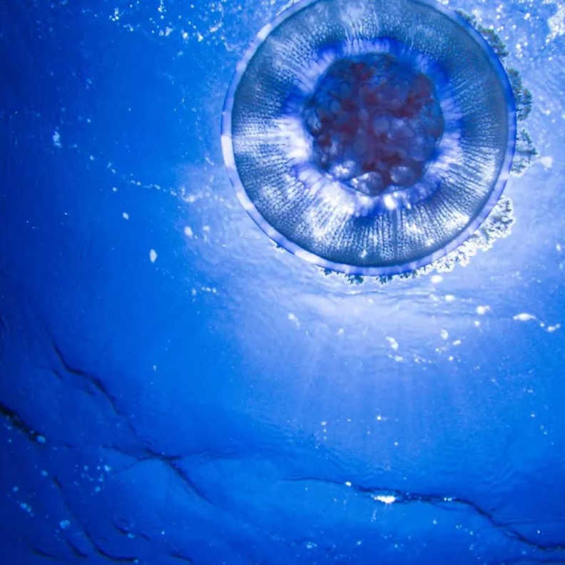 هل جربتِ السباحة مع أسماك القرش.. إليكِ أفضل 4 أماكن للغوص في جدة