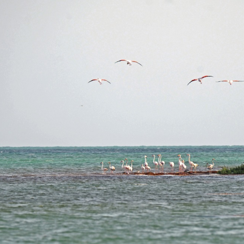 هيئة التراث تستعرض تنفيذ الخطة الحقلية لمسح التراث المغمور على ساحل البحر الأحمر