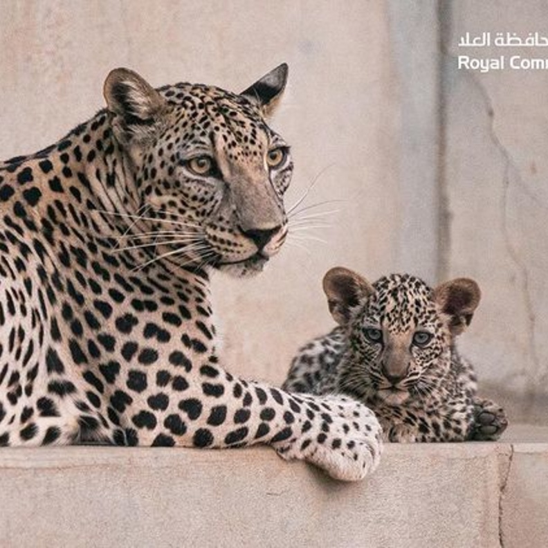 الهيئة الملكية لمحافظة العلا تُعلن ولادة "أنثيين" من النمر العربي