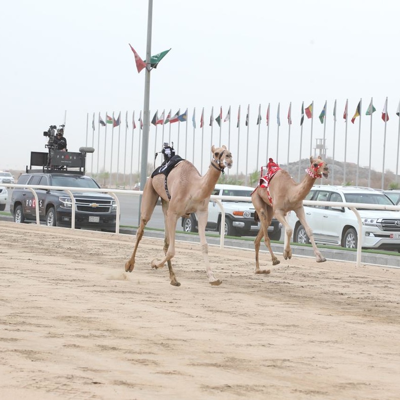 مغني الراب الأمريكي ينتزع الأول في خامس أشواط اللقايا بمهرجان ولي العهد للهجن 2022  