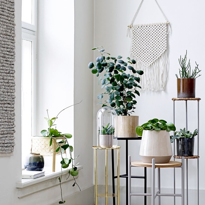 أحواض النباتات لزوايا منزل دافئ