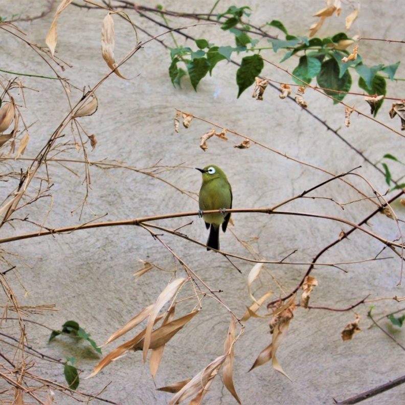حديقة حيوانات تيرغارتن شونبرون Tiergarten Schönbrunn، فيينا، النمسا