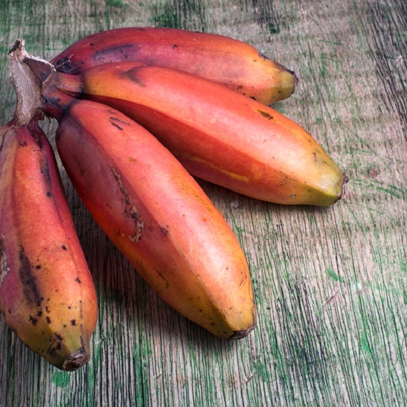 الموز الأحمر.. فاكهة نادرة وفوائدها لا تحصى