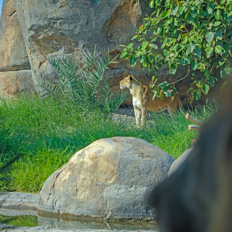 تجارب ممتعة لعشاق المغامرة في الموسم الجديد من سفاري الشارقة