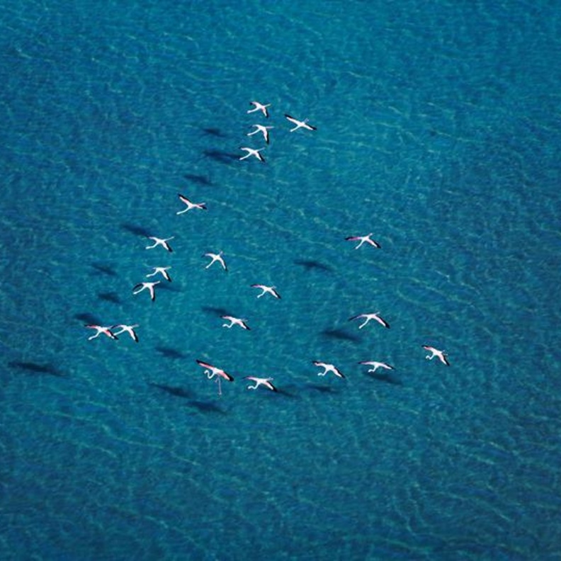 محميه الوثبه الطبيعية هي موطن لأكثر من 4000 من طيور الفلامنجو الساحرة