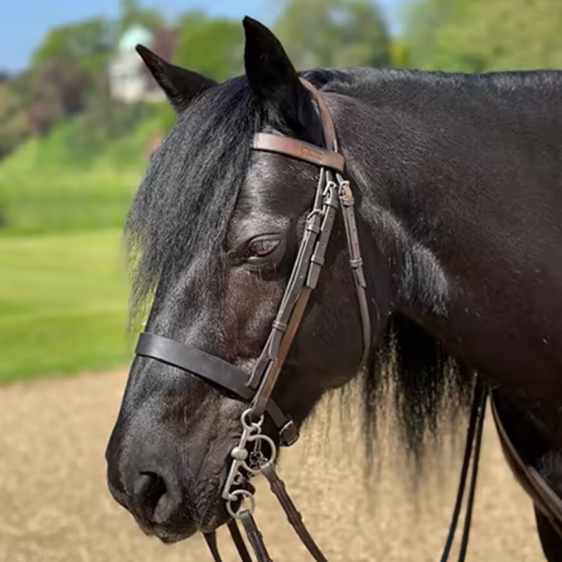 حصان الملكة إليزابيث الثانية يودعها بنظرات حزينة