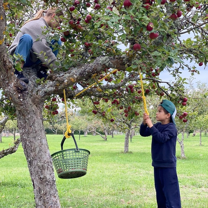 طفلا الأميرة فيكتوريا يجمعان التفاح
