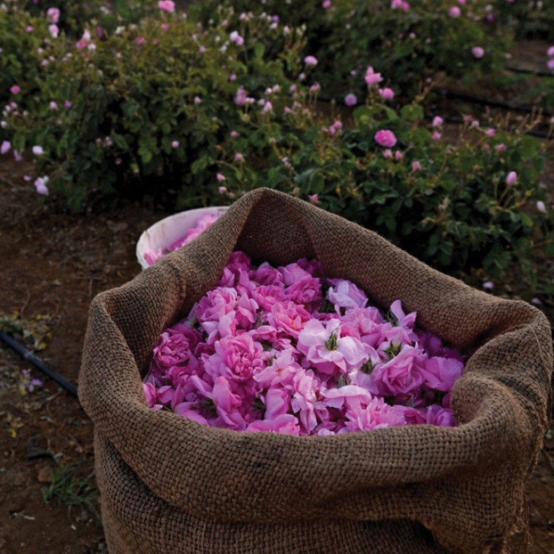 الورد الطائفي ملك على عرش عطور الشرق الأوسط منذ 30 سنة