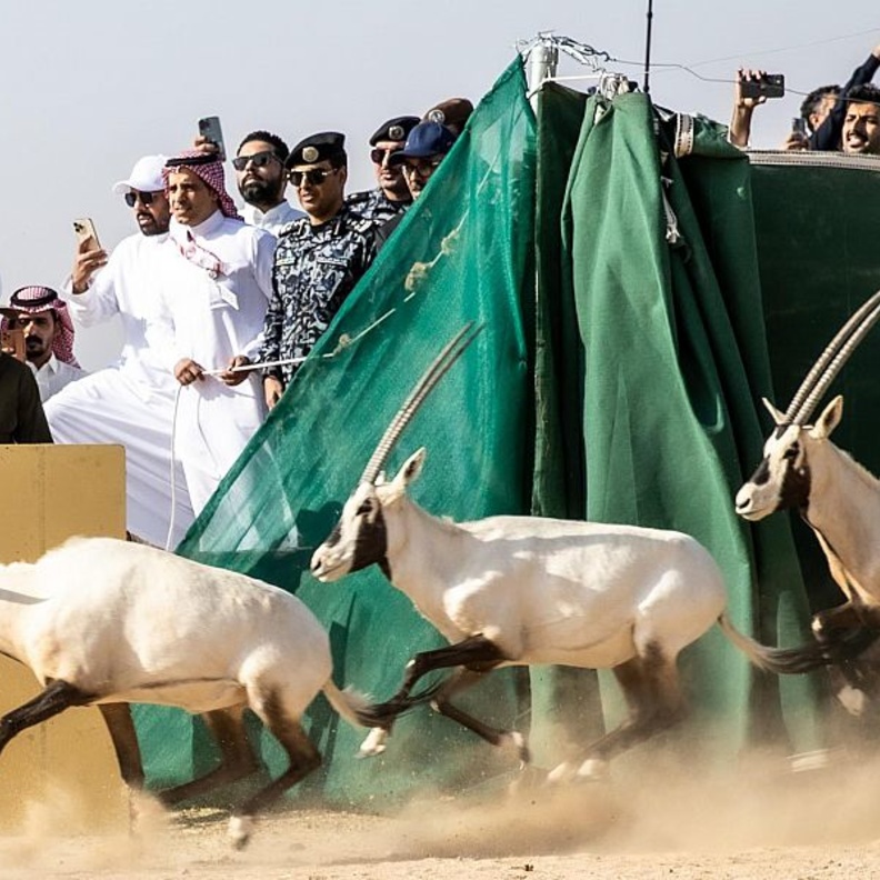 لأول مرة منذ 100 عام.. المها العربي في محمية نيوم