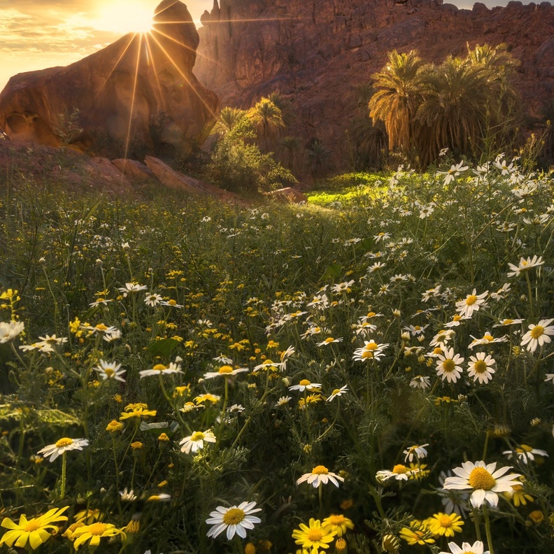 طبيعة لا مثيل لها في حائل - المصدر @farhan_photo.