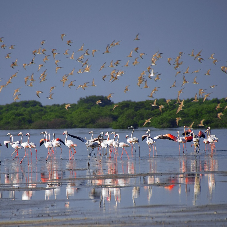 للجمال أشكال ﻋدﯾدة ﻓﻲ محمية الزوراء الطبيعية