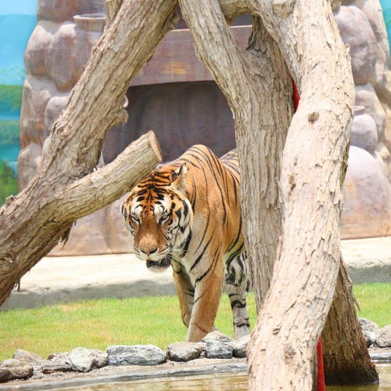 منتزه رأس الخيمة للحياة البرية.. أجواء خلابة ووجهة مثالية للعائلات في الشتاء