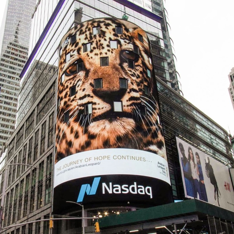 الهيئة الملكية لمحافظة العلا تحتفي بـ يوم النمر العربي