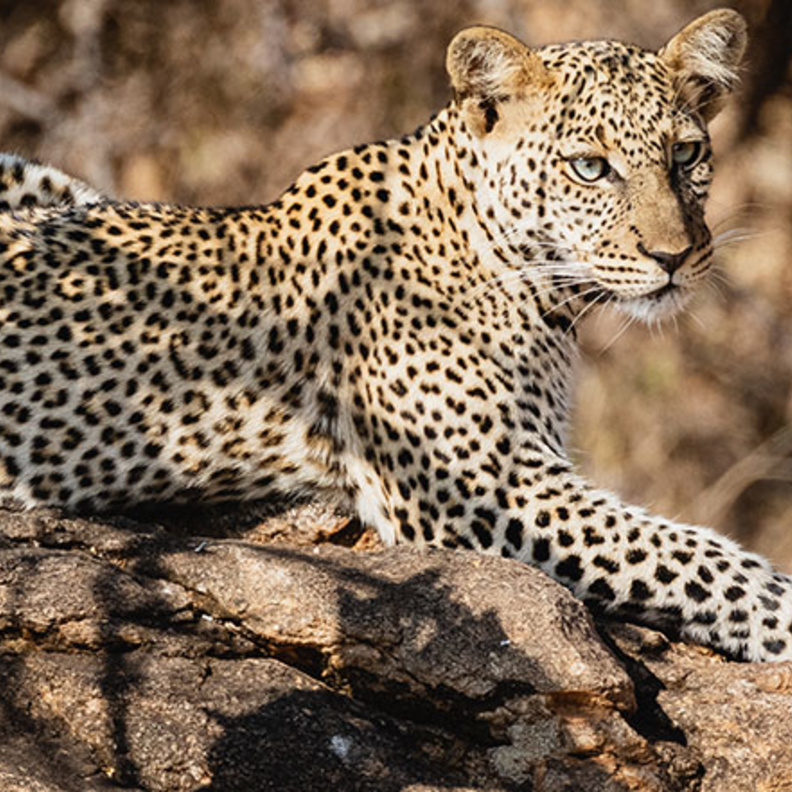 فعاليات أسبوع النمر العربي في العلا مسيرة احتفال ومعرض رقمي