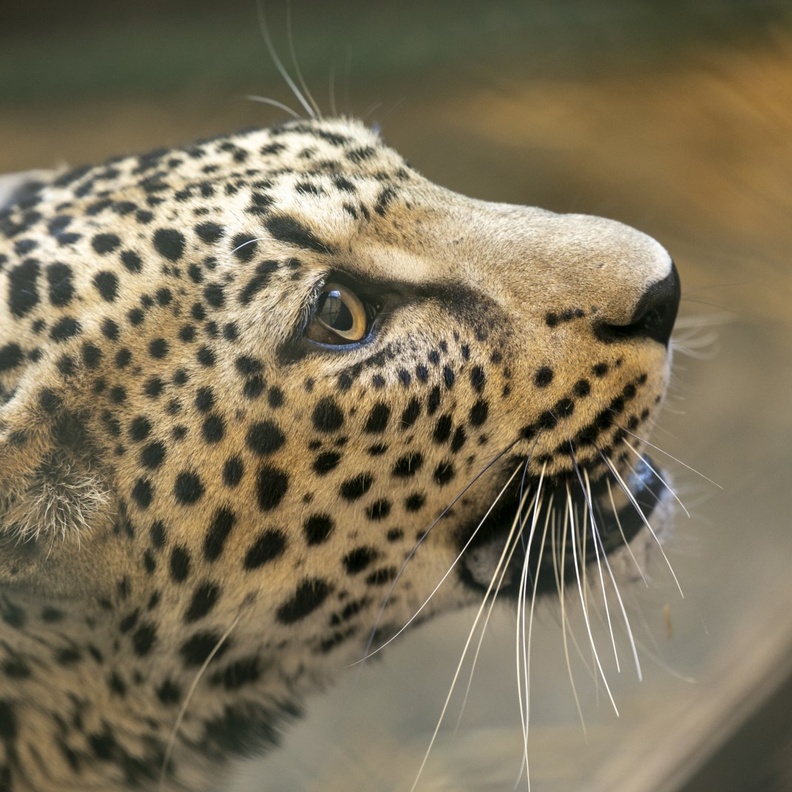 الهيئة الملكية لمحافظة العلا تحتفي بيوم النمر العربي