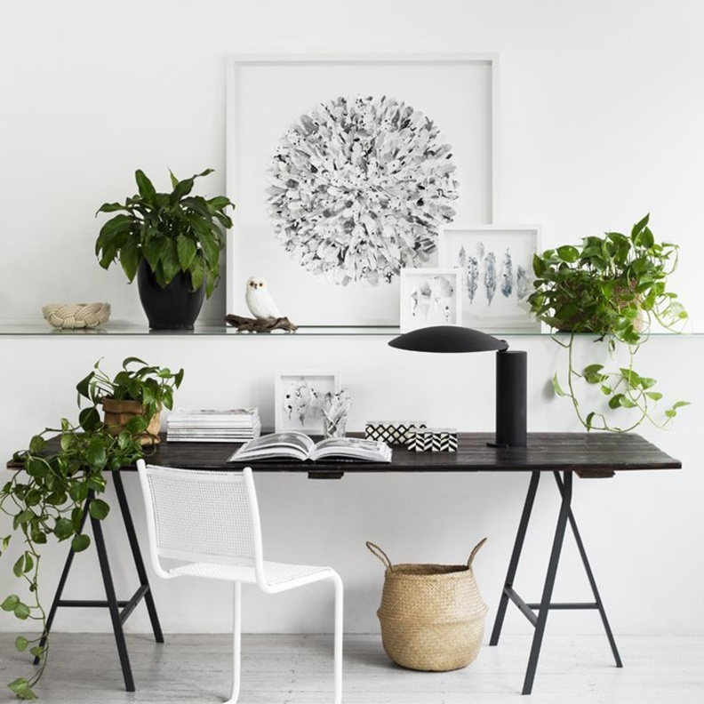 أحواض نباتات تزيين مكاتب منزلية