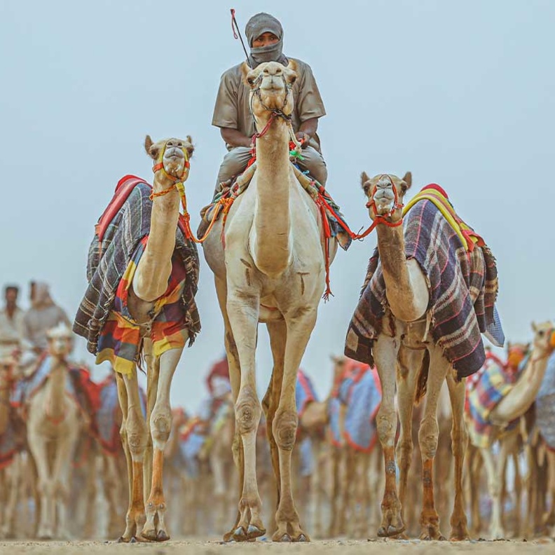 كأس العلا للهجن