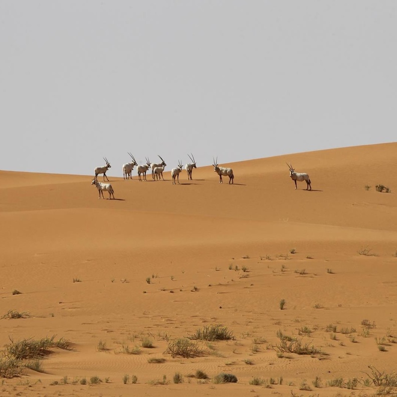 أول موقع تراث عالمي طبيعي بالمملكة.. اليونسكو تُدرج محمية "عروق بني معارض" على قائمتها للتراث