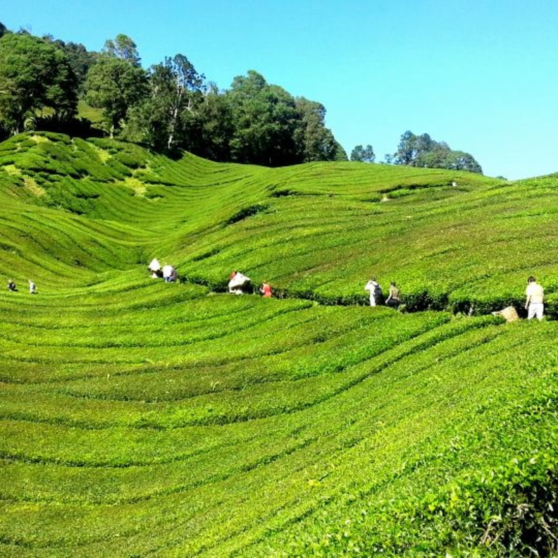 نصائح السفر الى ماليزيا للاستمتاع بعطلة رائعة بواسطة hippopx