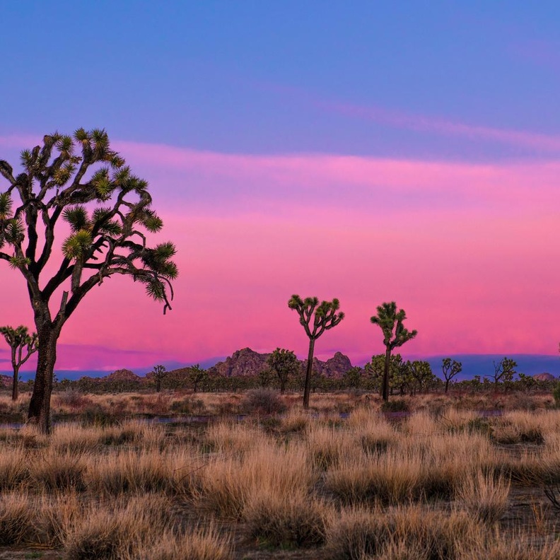 حديقة جوشوا تري الوطنية Joshua Tree National Park