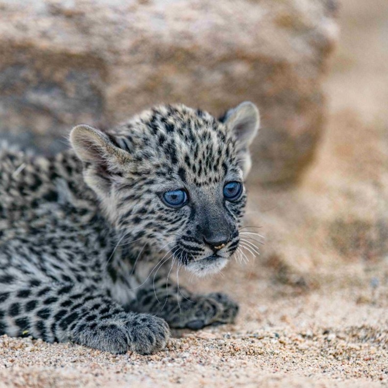 الهيئة الملكية لمحافظة العلا تعلن ولادة 7 من "صغار" النمر العربي