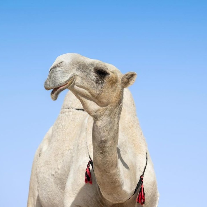 المملكة تعلن عام 2024 "عام الإبل"