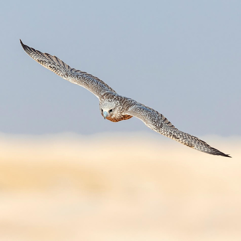 الهيئة الملكية لمحافظة العلا ونادي الصقور السعودي يطلقان النسخة الأولى من مسابقة كأس العلا للصقور