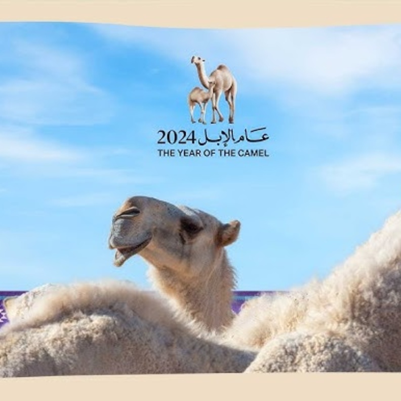 عام الإبل 2024 كل عام بهوية ثقافية مميزة وأصيلة.. لماذا يتم تسمية الأعوام السعودية