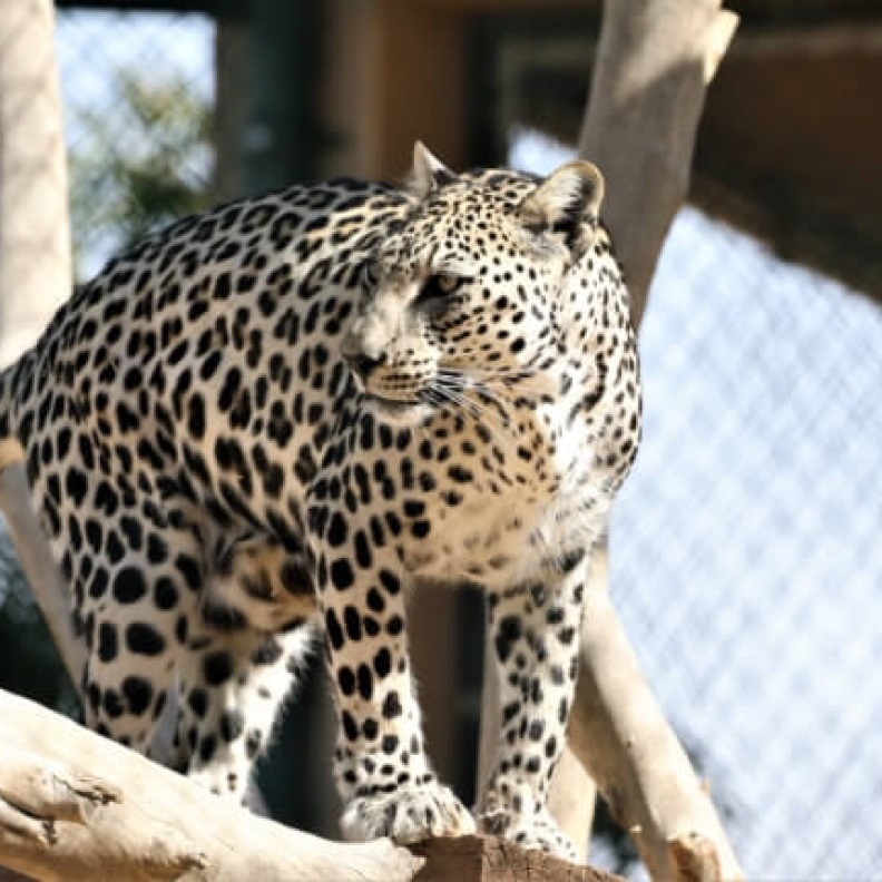 استعدي للمشاركة في كات ووك  CATWALK 2024 .. إليكِ نصائحنا