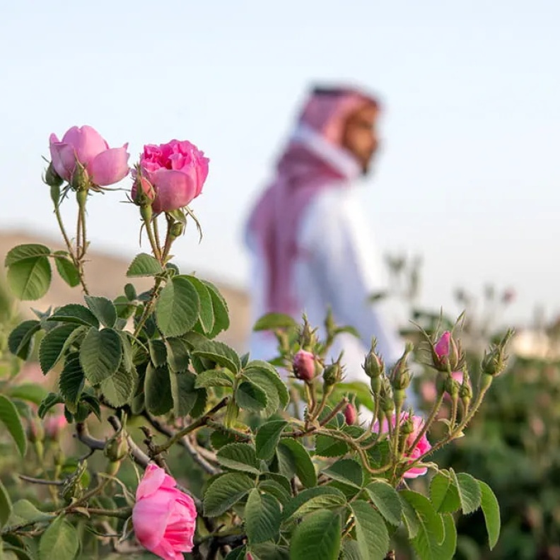 الطائف صديقة الغيم ومدينة الورود العطرية.. تعرفي عليها