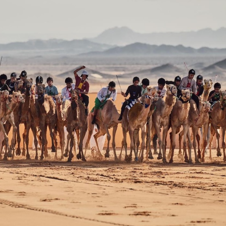 كأس العُلا للهجن تُحيي تُراث المملكة في قلب الواحة القديمة